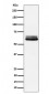 Anti-BIN1 Rabbit Monoclonal Antibody