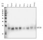 Anti-NDUFAB1 Rabbit Monoclonal Antibody