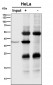 Anti-NMI Rabbit Monoclonal Antibody