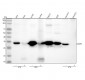 Anti-Caspase 3 Rabbit Monoclonal Antibody