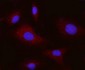 Anti-Integrin alpha V/ITGAV Antibody Picoband™ (monoclonal, 8B10H2)