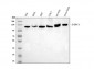 Anti-Drebrin/DBN1 Antibody Picoband™ (monoclonal, 4F6E7)