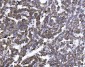 Anti-Erlin-2/ERLIN2 Antibody Picoband™ (monoclonal, 3H9A2)
