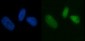 Anti-MCM7 Antibody Picoband™ (monoclonal, 3H11)