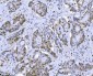 Anti-MCM7 Antibody Picoband™ (monoclonal, 3H11)