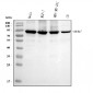 Anti-MCM7 Antibody Picoband™ (monoclonal, 3H11)