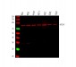 Anti-MCM7 Antibody Picoband™ (monoclonal, 3H11)