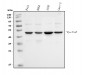 Anti-Cyclin E1/CCNE1 Antibody Picoband™ (monoclonal, 8B9C3)