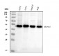 Anti-RCC1 Antibody Picoband™ (monoclonal, 7B5D2)