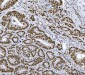 Anti-RCC1 Antibody Picoband™ (monoclonal, 6B11E7)