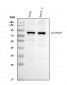 Anti-KHSRP Antibody Picoband™ (monoclonal, 4F10D2)