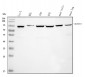 Anti-KPNB1 Antibody Picoband™ (monoclonal, 3I11F2)