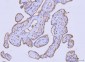 Anti-Flotillin 2 Antibody Picoband™ (monoclonal, 4D8A3)