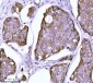 Anti-delta 1 Catenin/CAS/CTNND1 Antibody Picoband™ (monoclonal, 8G7E4)