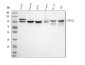 Anti-delta 1 Catenin/CAS/CTNND1 Antibody Picoband™ (monoclonal, 8G7E4)