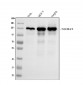 Anti-TRIM24 Antibody Picoband™ (monoclonal, 4G6C2)
