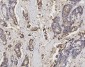 Anti-Annexin A3 Antibody Picoband™ (monoclonal, 2H3H8)