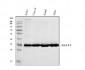 Anti-Annexin A3 Antibody Picoband™ (monoclonal, 2H3H8)