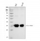 Anti-HLA-DR/HLA-DRA Antibody Picoband™ (monoclonal, 8I10H1)