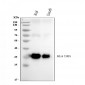 Anti-HLA-DR/HLA-DRA Antibody Picoband™ (monoclonal, 5B13F7)