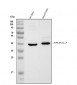 Anti-SH3GL2 Antibody Picoband™ (monoclonal, 6I8E1)