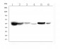 Anti-ALDH2 Antibody Picoband™(monoclonal, 6H2)