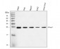 Anti-BAG2 Antibody Picoband™ (monoclonal, 8F11G2)
