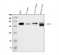 Anti-AREB6/ZEB1 Antibody Picoband™ (monoclonal, 8B12D7)