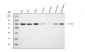 Anti-CPSF6 Antibody Picoband™ (monoclonal, 3F11E1)