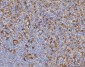 Anti-ME1 Antibody Picoband™ (monoclonal, 5E5F7)