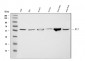 Anti-ME1 Antibody Picoband™ (monoclonal, 5E5F7)