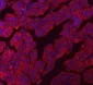 Anti-Claudin 3/CLDN3 Antibody Picoband™ (monoclonal, 4C7D2)