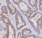 Anti-Claudin 3/CLDN3 Antibody Picoband™ (monoclonal, 4C7D2)