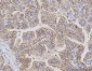 Anti-Claudin 3/CLDN3 Antibody Picoband™ (monoclonal, 4C7D2)