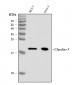 Anti-Claudin 3/CLDN3 Antibody Picoband™ (monoclonal, 4C7D2)