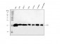 Anti-PC4/SUB1 Antibody Picoband™ (monoclonal, 8D9D1)