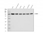 Anti-Calnexin/CANX Antibody Picoband™ (monoclonal, 8D10B3)