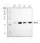 Anti-Glutathione Peroxidase 4/GPX4 Antibody Picoband™ (monoclonal, 6I4E7)