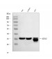 Anti-MDH2 Antibody Picoband™ (monoclonal, 5D8C1)