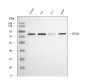 Anti-LYRIC Antibody Picoband™ (monoclonal, 2E5G3)