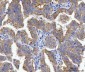 Anti-gamma Catenin Antibody Picoband™ (monoclonal, 4C12D7)