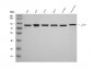 Anti-gamma Catenin Antibody Picoband™ (monoclonal, 4C12D7)