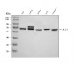 Anti-KLC1 Antibody Picoband™ (monoclonal, 4F2D7)
