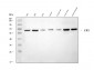 Anti-CBS Antibody Picoband™ (monoclonal, 7C3B7)