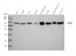 Anti-Aconitase 2 Antibody Picoband™ (monoclonal, 4C12D1)