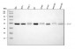 Anti-XIAP Antibody Picoband™ (monoclonal, 3G2G1)