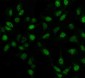 Anti-Pin1 Antibody Picoband™ (monoclonal, 5E5)