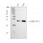 Anti-PARK7/DJ1 Antibody Picoband™ (monoclonal, 4B10)
