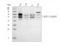 Anti-Ikaros/IKZF1 Antibody Picoband™ (monoclonal, 5F12H7)