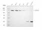 Anti-RNF20 Antibody Picoband™ (monoclonal, 3C6E2)